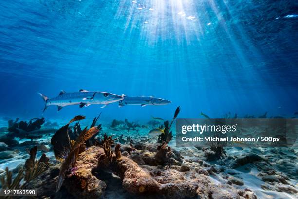 underwater view of two barracudas, islamorada, florida, usa - islamorada stock-fotos und bilder