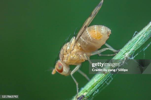 close up of drosophila melanogaster - drosophila stock-fotos und bilder