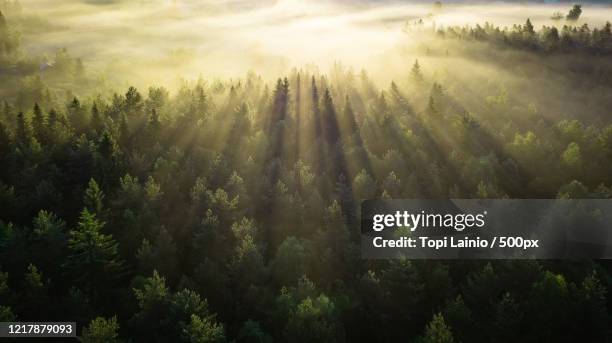 sunbeams shining above forest in fog at sunrise - finland forest stock pictures, royalty-free photos & images