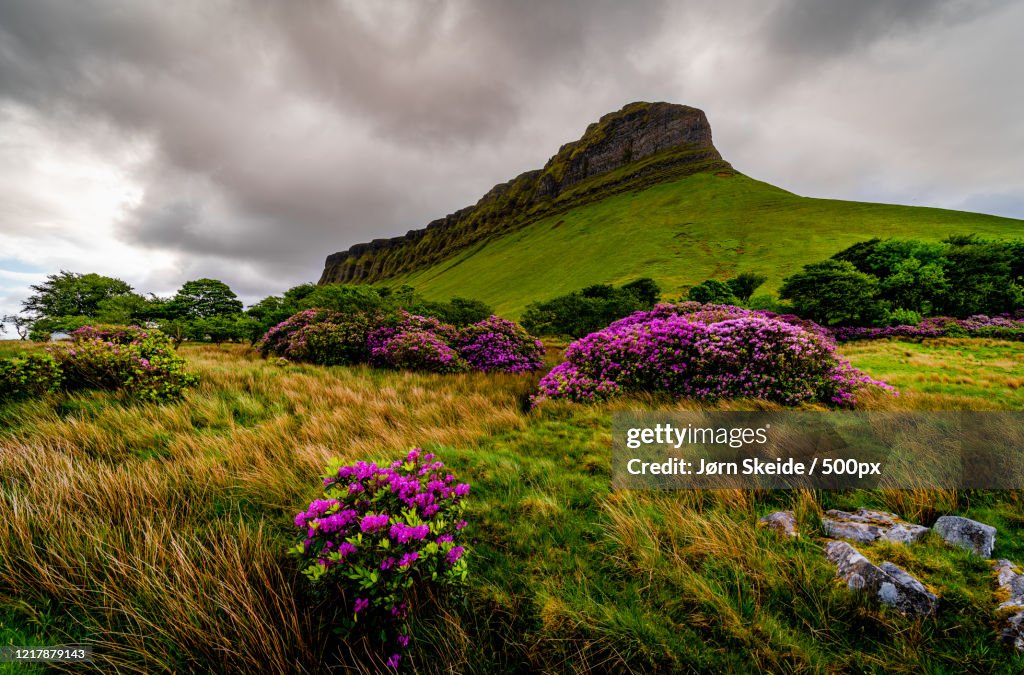View of flowers and rock formation Benbulbin behind, Sligo, Ireland