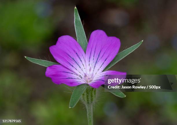 blooming purple flower of corncockle - agrostemma githago stock pictures, royalty-free photos & images