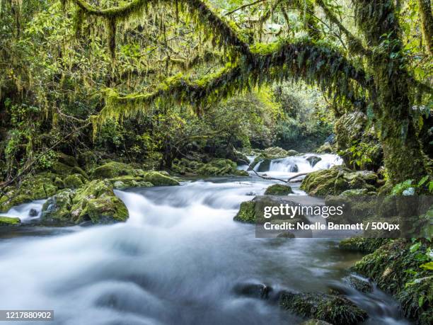 landscape with riwaka river in forest, motueka, south islands, new zealand - forest new zealand stockfoto's en -beelden