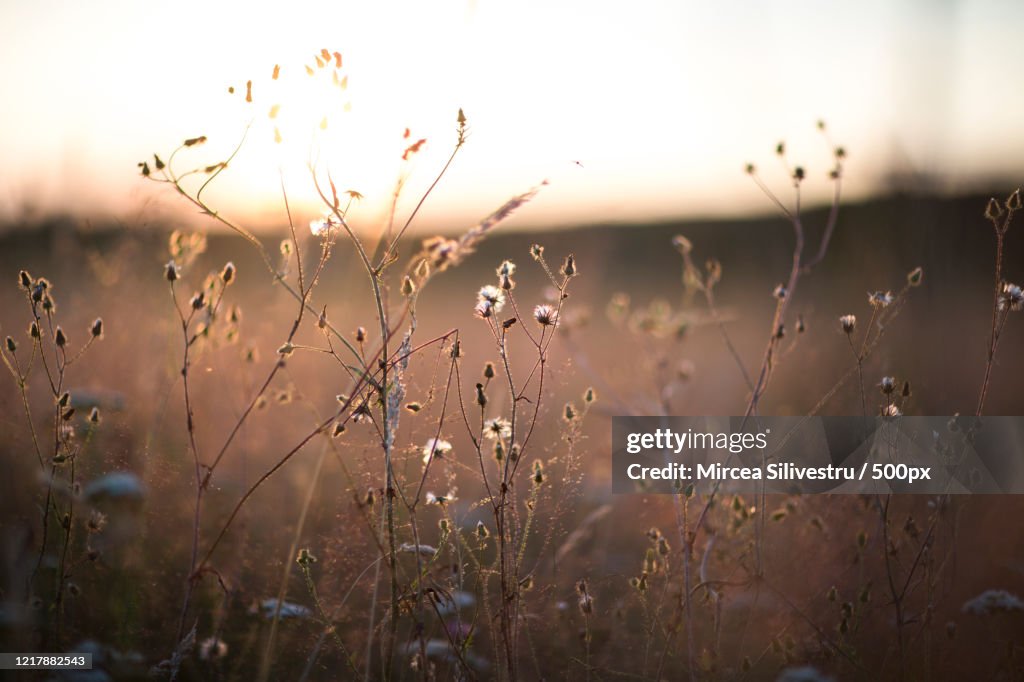 Close-up of wildflowers