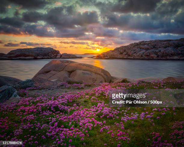 trift flowers on sea coast, bohuslan, gotaland, sweden - västra götaland county stock pictures, royalty-free photos & images