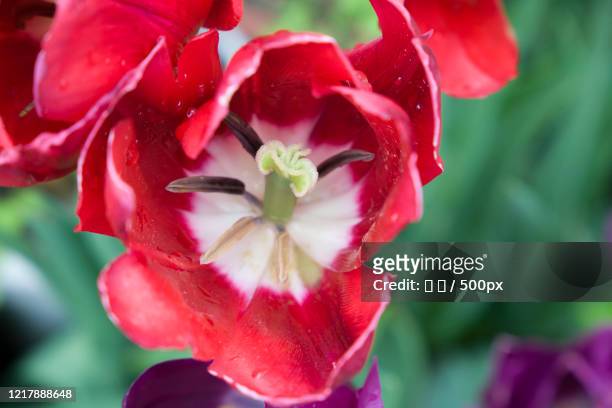 red flower in nanshan botanical garden, chongqing, china - 林 fotografías e imágenes de stock