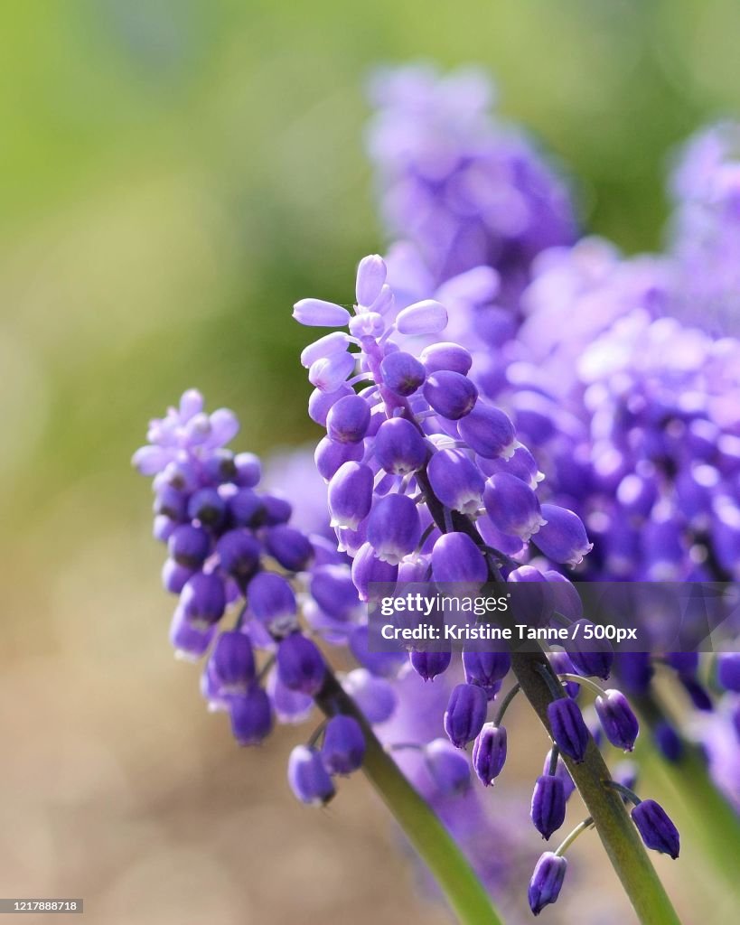 Close-up of purple muscari flowers
