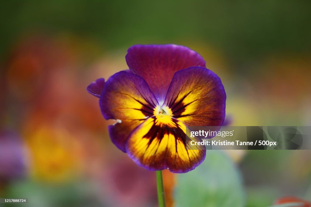 Close-up of purple and yellow garden pansy (viola tricolor)