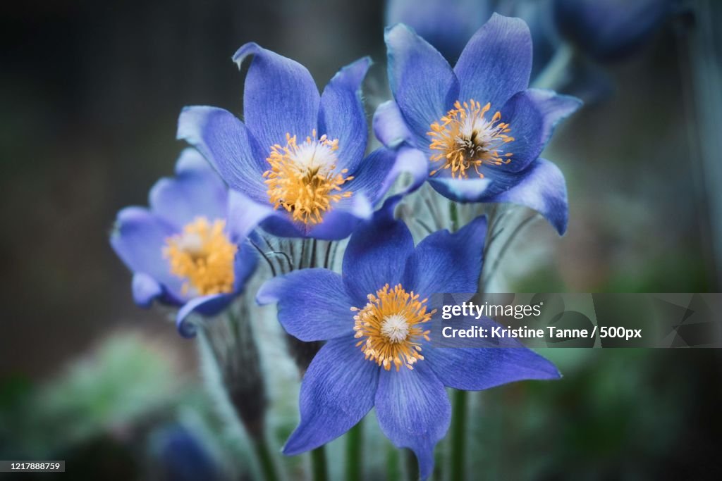 Close-up of blue greater pasque flower (Pulsatilla grandis)