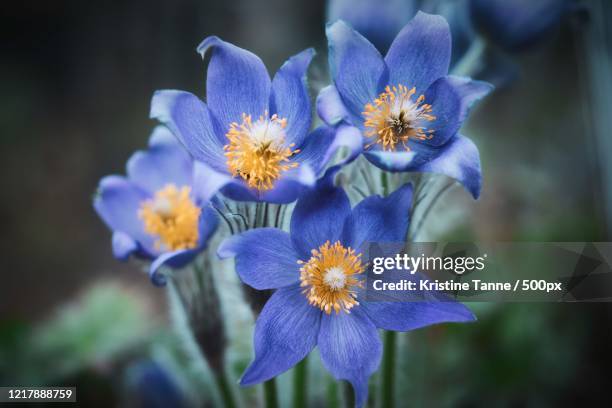 close-up of blue greater pasque flower (pulsatilla grandis) - pulsatilla grandis stock pictures, royalty-free photos & images