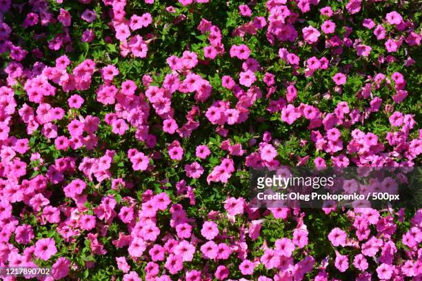 pink petunias flowers - oleg prokopenko stock pictures, royalty-free photos & images