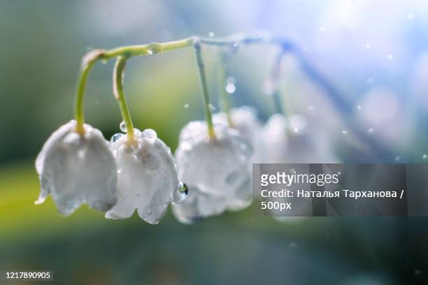 lily of the valley at dawn with dew - lily of the valley stock pictures, royalty-free photos & images