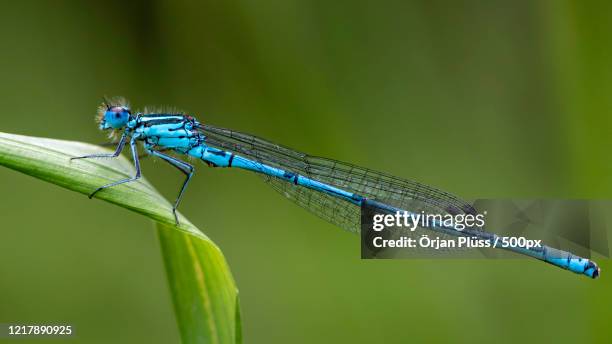 close up of insect on leaf, akersberga, sweden - damselfly stockfoto's en -beelden