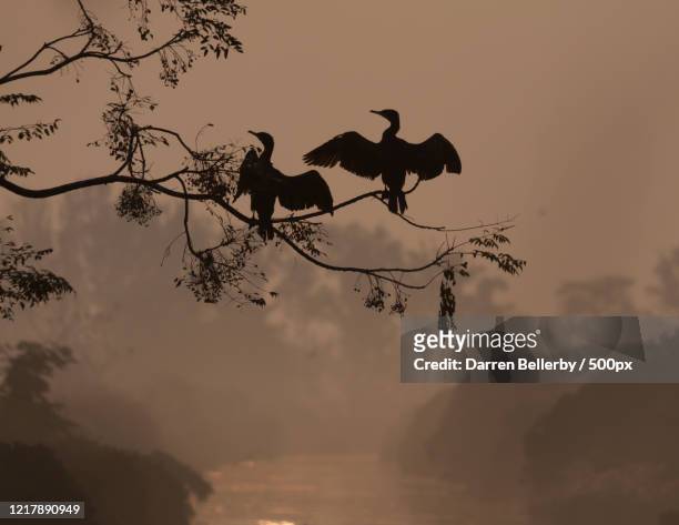 silhouettes of two great cormorants (phalacrocorax carbo) perching on tree branches - phalacrocorax carbo stock pictures, royalty-free photos & images