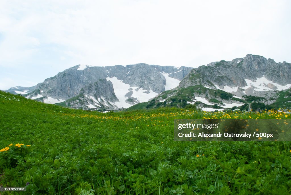 View of flowers on plateau and mountains behind, Kamennomostskiy, Russia