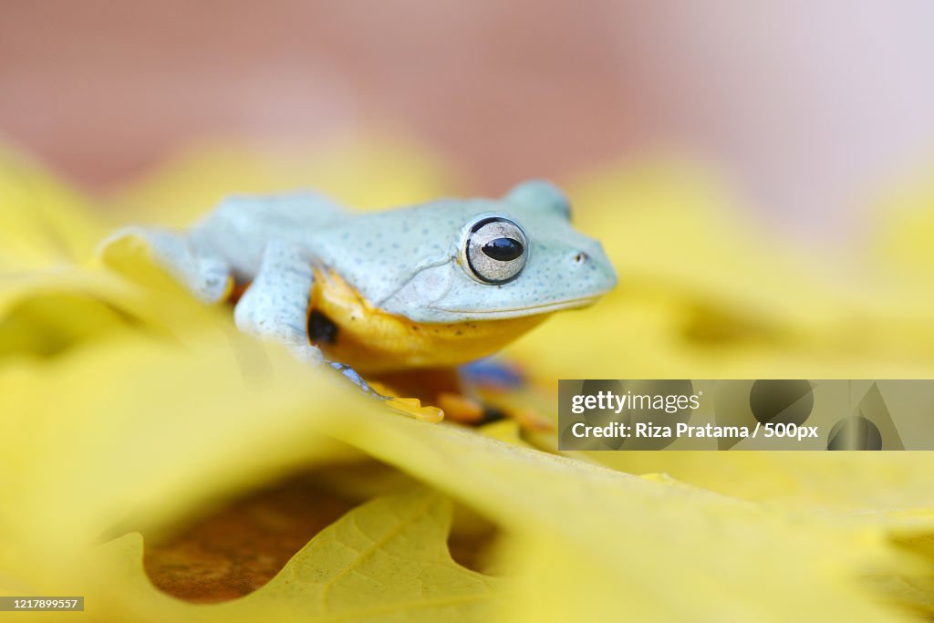 Side view of Blue Flying Frog on yellow leaf, Kudus, Indonesia