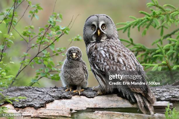 great grey owl (strix nebulosa) with a chick in the forest, kuhmo, finland - animal family stock pictures, royalty-free photos & images