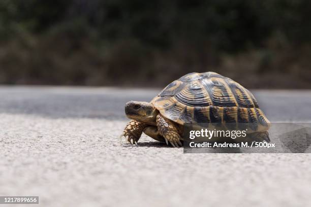 balearic tortoise crossing a road, mallorca, spain - turtle stock pictures, royalty-free photos & images