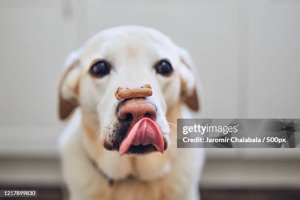 dog balancing dog biscuit on his nose - dog tongue food stock pictures, royalty-free photos & images