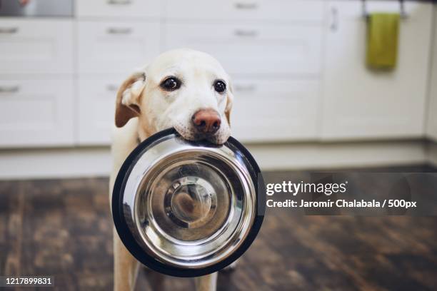 dog waiting for feeding - labrador retriever foto e immagini stock