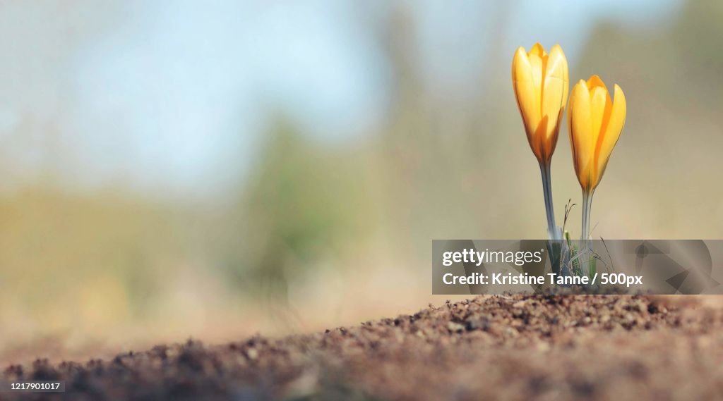 Close-up of crocus flowers (Crocus sativus)