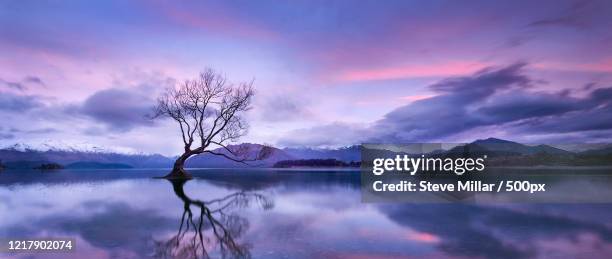 lone tree in scenic landscape, wanaka, south island, new zealand - otago landscape stock pictures, royalty-free photos & images