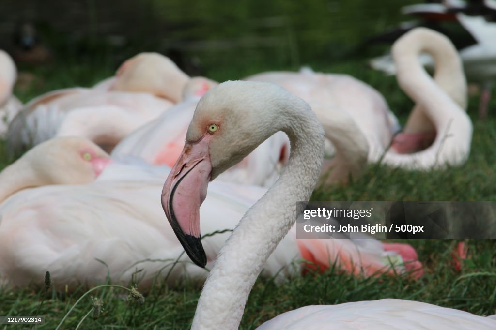 Group of Greeting Flamingos (Phoenicopterus Roseus) resting on grass, Shipham, United Kingdom
