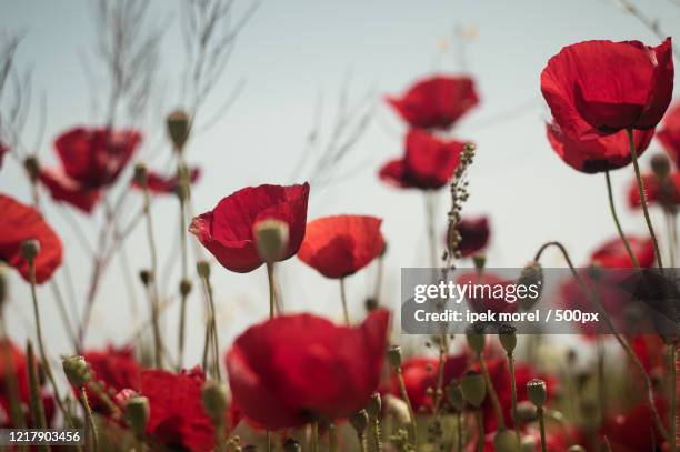 close-up of red poppies in field, odunpazar, eskisehir province, turkey - ipek morel 個照片及圖片檔