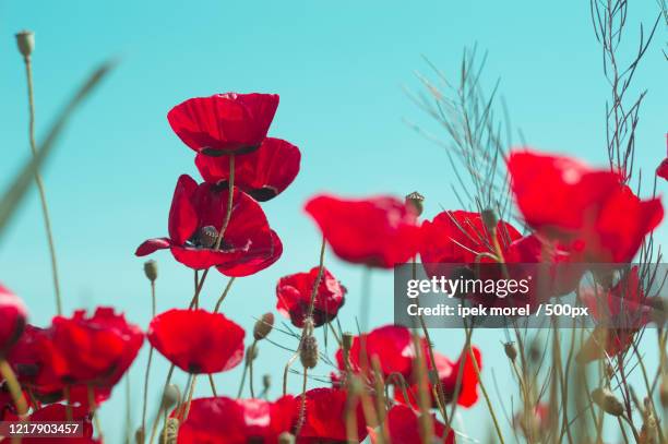 close-up of red poppies in field, odunpazar, eskisehir province, turkey - ipek morel stock pictures, royalty-free photos & images