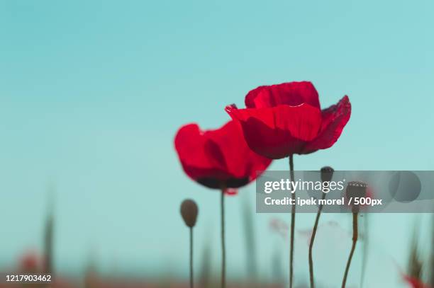 close-up of red poppies in field, odunpazar, eskisehir province, turkey - ipek morel 個照片及圖片檔