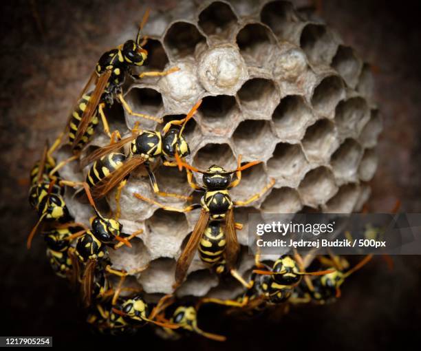 close up of wasps (vespa) in nest - wespe stock-fotos und bilder