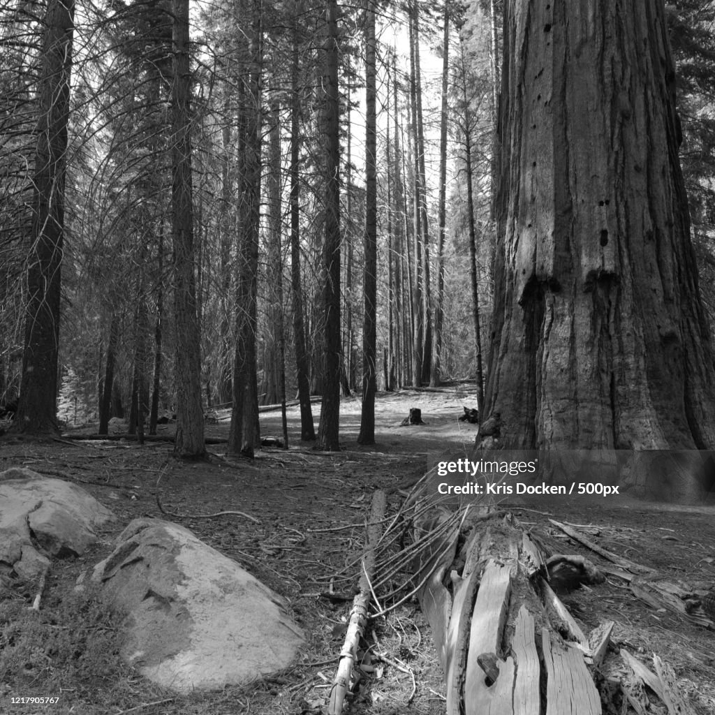 Coniferous trees in forest
