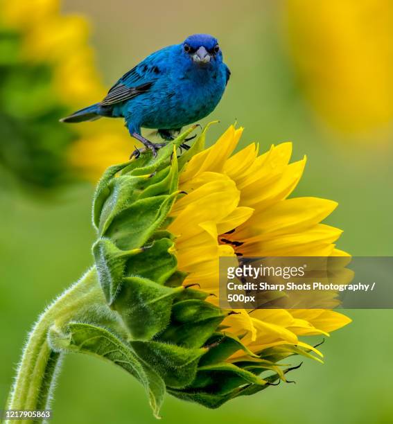 close up view of an indigo bunting perching on a sunflower, poolesville, united states - indigo bunting stock pictures, royalty-free photos & images