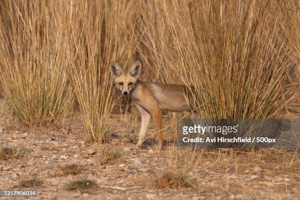 618 Desert Fox Animal Photos and Premium High Res Pictures - Getty Images
