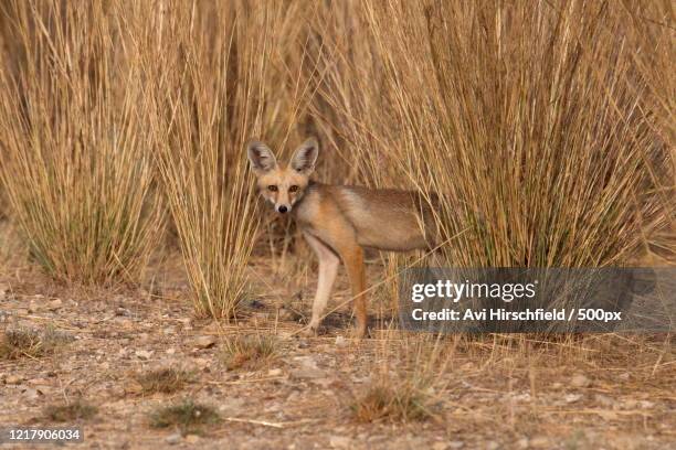 618 Desert Fox Animal Photos and Premium High Res Pictures - Getty Images 618 Desert Fox Animal Photos and Premium High Res Pictures - Getty Images