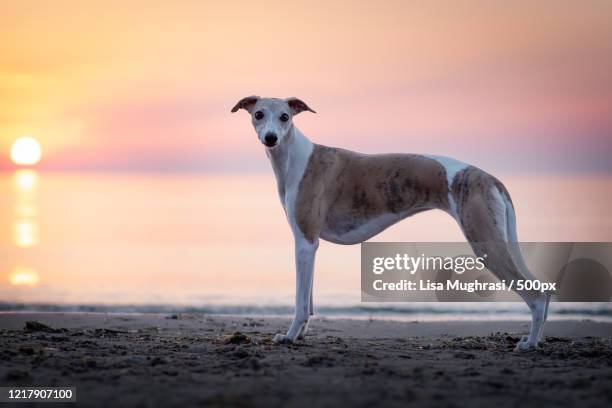 side view of a whippet exploring on a beach at sunset, scharbeutz, germany - whippet fotografías e imágenes de stock