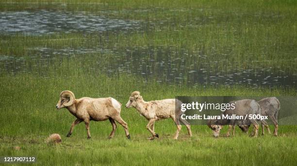side view of four long horn sweeps walking on a meadow, rocky mountain national park, united states - estes park stock pictures, royalty-free photos & images