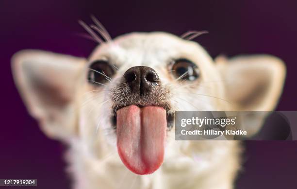 chihuahua licking - lick foto e immagini stock