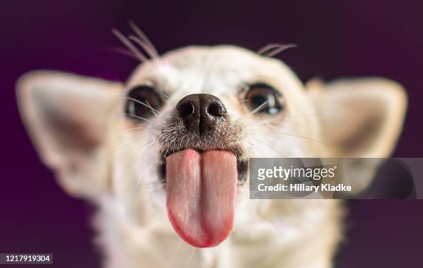 chihuahua licking - sticking out tongue stock pictures, royalty-free photos & images