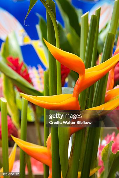 france, reunion island, st-paul, heliconia for sale - heliconia bihai stock pictures, royalty-free photos & images