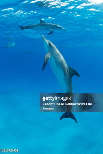 atlantic spotted dolphins - exotische fische stock-fotos und bilder