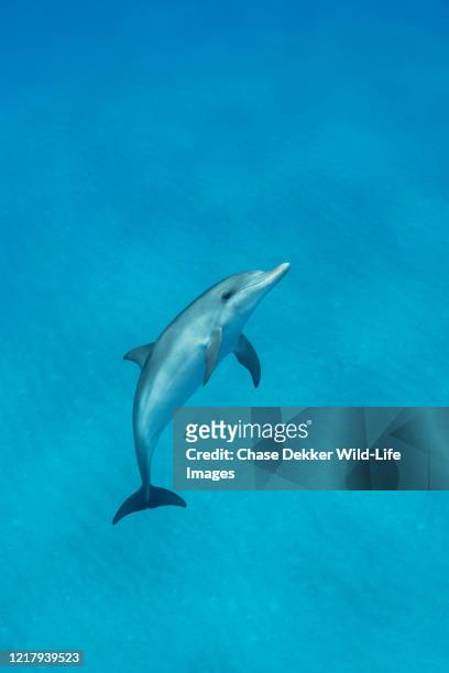 atlantic spotted dolphins - exotische fische stock-fotos und bilder