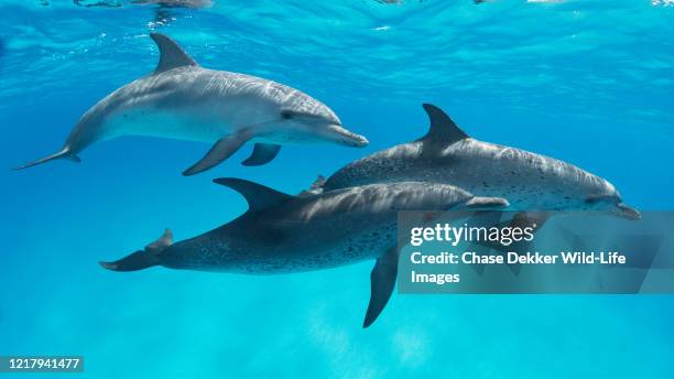 atlantic spotted dolphins - golfinhos bebés imagens e fotografias de stock