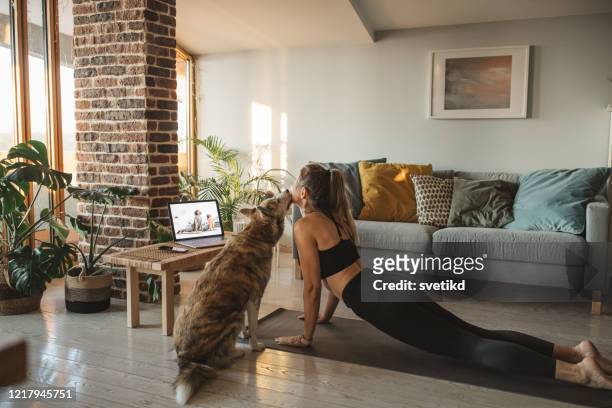 isolation period at home. - dog yoga stock pictures, royalty-free photos & images