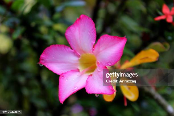 frangipani flower or adenium obesum in bloom - adenium obesum stock pictures, royalty-free photos & images