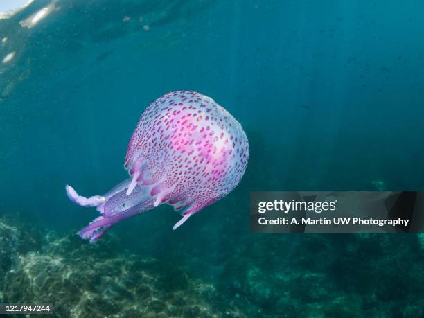mauve stinger jellyfish (pellagia noctiluca) - stinging stock pictures, royalty-free photos & images