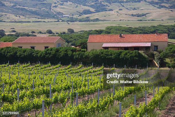 italy, sardinia, northern sardinia, costa paradiso area, vignola mare, artisanal vineyard - sardinien stock-fotos und bilder