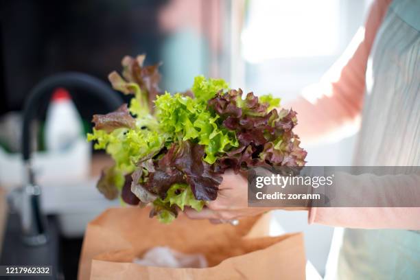 taking lettuce from paper bag to wash - oakleaf lettuce stock pictures, royalty-free photos & images