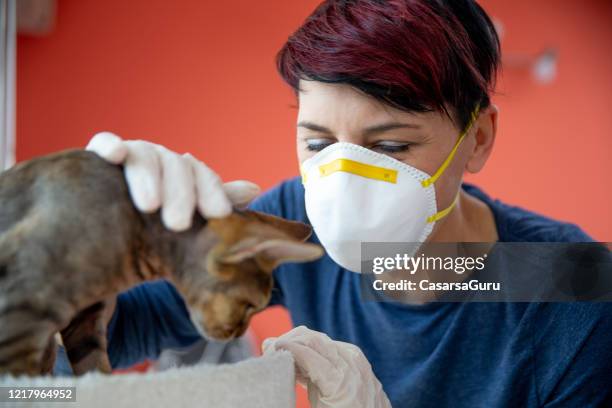 mid adult woman with protective face mask and gloves stroking a cat - stock photo - cat face mask stock pictures, royalty-free photos & images