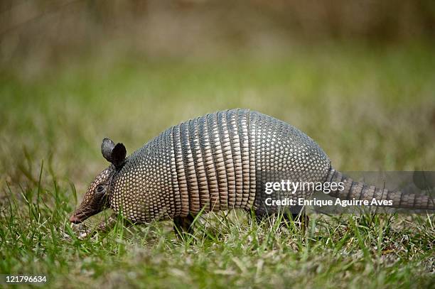 nine-banded armadillo (dasypus novemcinctus) walking through grass, florida, usa - tatu fotografías e imágenes de stock