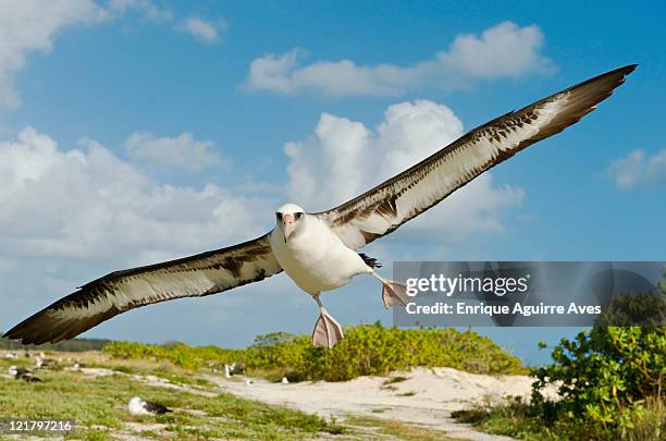 laysan albatross (phoebastria immutabilis) in flight, midway atoll, northwestern hawaiian islands - water glide stock pictures, royalty-free photos & images